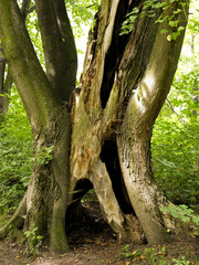 Landschaftsgarten, Weltkulturerbe, Lednice, Tschechische Republi