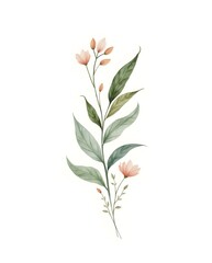 Fototapeta premium Minimalist Botanical Watercolor | Elegant Single Flower Illustration
