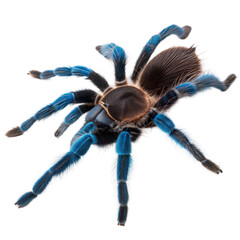 Gooty Sapphire Tarantula AI Generated Image