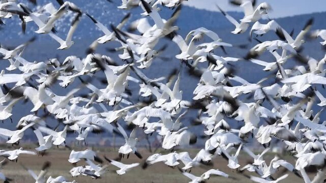 Massive flock of snow geese (Anser caerulescens) erupts into flight over wetlands at Lower Klamath National Wildlife Refuge in early spring.