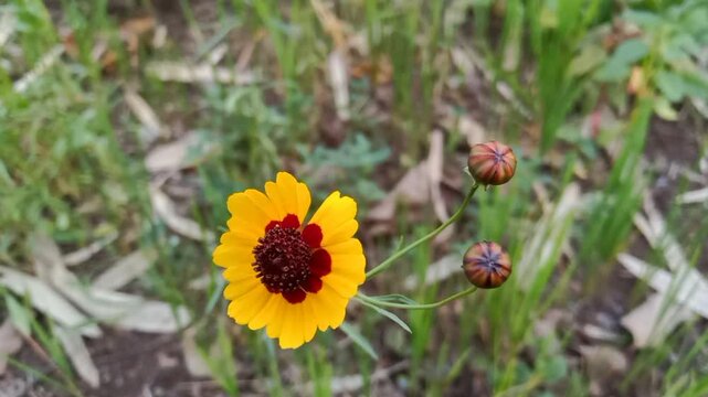 Beautiful yellow colour flower, Coreopsis tinctoria, commonly known as plains coreopsis, garden tickseed, golden tickseed, or calliopsis, is an annual forb.