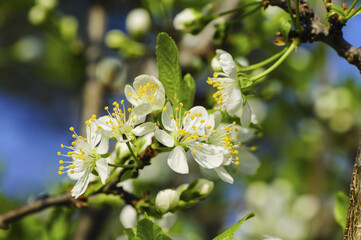 Garten im Fr&uuml;hling, &Ouml;sterreich, NIeder&ouml;sterreich, S&uuml;dliches