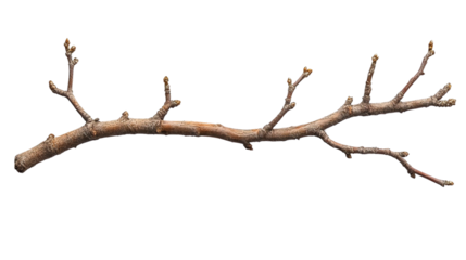 Bare Branch's Subtle Strength: A close-up of a lone, bare branch against a clean backdrop, showcasing the intricate network of twigs and buds that hold the promise of springtime.