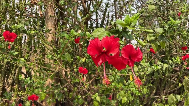 red hibiscus flowers (Hibiscus rosa-sinensis) in full bloom, 