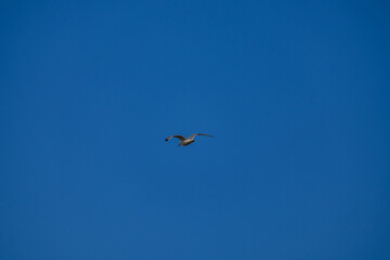 seagull in flight in summer