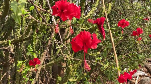 red hibiscus flowers (Hibiscus rosa-sinensis) in full bloom, 