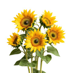 Obraz premium Sunflowers with a Long Green Stem