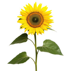 Obraz premium Sunflower with a Long Green Stem