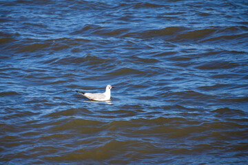 seagull in the sea