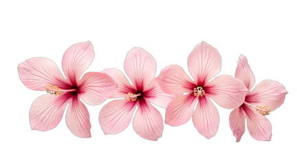Obraz premium Light pink hibiscus flowers isolated on a clean white background. Botanical illustration for elegant designs, invitations, wedding decorations. Isolated on transparent background.