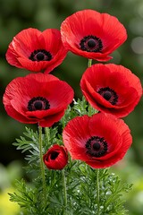 Obraz premium Red Poppies Garden Bloom Closeup.