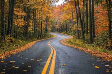 Obraz premium Serene autumn road winds through colorful forest trees displaying vibrant foliage and golden leaves creating a peaceful scenic drive in nature with a low angle perspective