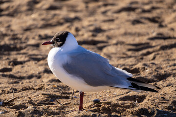 seagull on the beach