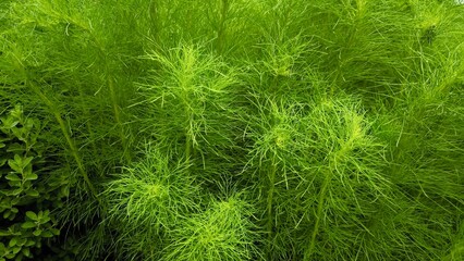 Green leaves for background