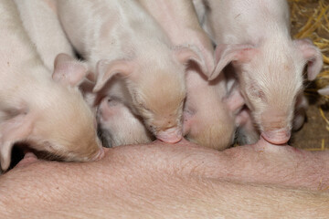 Adorable piglets feeding from their mother, showcasing the beauty of farm life and animal nurturing. High quality photo © olga_sova