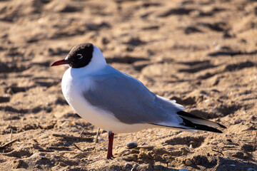 seagull on the beach