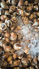 fresh spotted babylon on ice in market