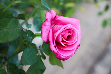 Pink roses are blooming in the garden.