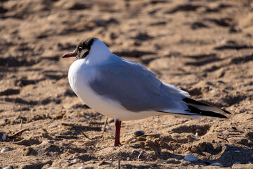 seagull on the beach