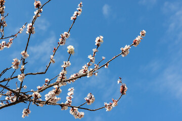 Flowering branches reach skyward, adorned with delicate blossoms