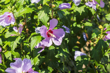 Hibiscus in bloom. Pink flowers and green leaves on a sunny summer day