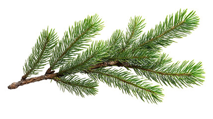 Evergreen Branch's Serenity: A detailed view of a vibrant evergreen branch, exuding a fresh and natural aesthetic, capturing the essence of serene simplicity.