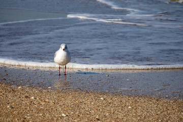 seagull on the beach