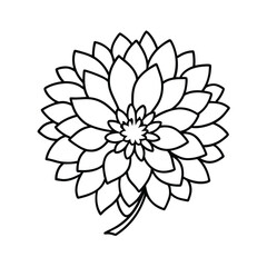 Obraz premium Elegant Line Art Drawing of a Single Dahlia Flower