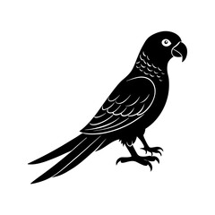 Fototapeta premium Extinct animal Carolina parakeet silhouette vector 