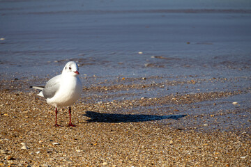 seagull on the beach