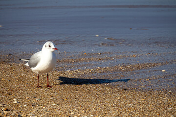 seagull on the beach