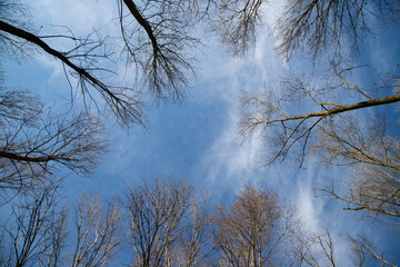 Tall trees bare branches cloudy sky upward angle forest photo

