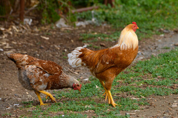 Colorful chickens foraging in the sunlight on a rustic farm during a warm afternoon
