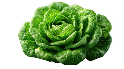 Fototapeta premium Fresh Green Romaine Lettuce: A vibrant, crisp romaine lettuce head is isolated, showcasing its fresh, green leaves and healthy texture, perfect for culinary and dietary visuals.