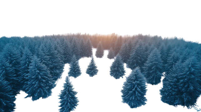 Aerial Forest: An expansive aerial shot reveals a dense forest of evergreen trees, their pointed shapes forming a vast, textured expanse under a setting sun.