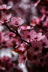pink cherry blossom in spring