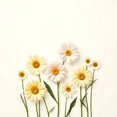 Fototapeta premium daisies on white background