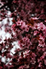 pink cherry blossom