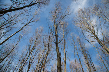 Dramatic sky bare trees forest nature photography upward perspective