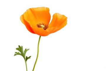 Naklejka premium California Poppy poppy flower petal.