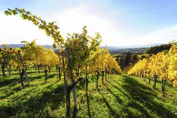 Südsteirische Weinstrasse im Herbst, Österreich, Steiermark, S