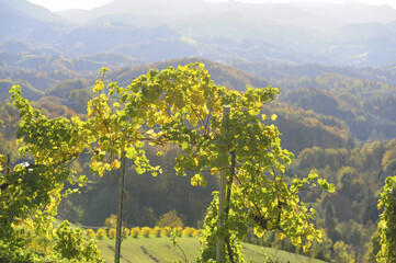 Südsteirische Weinstrasse im Herbst, Österreich, Steiermark, S