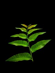 "Gentle nature makes you feel comfortable."