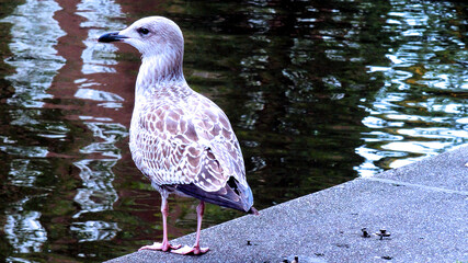 Seagull Looking at Mysterious Reflections