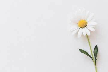 Fototapeta premium single fresh daisy with vibrant petals lies elegantly on clean white surface offering ample copy space