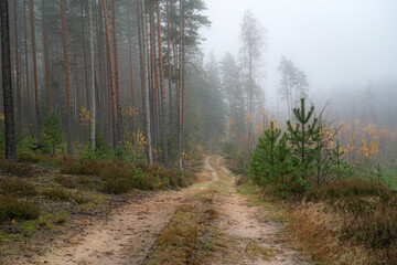 Obraz premium The road on a foggy autumn morning passes through a pine forest