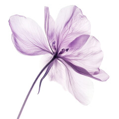 A soft lavender flower with elegant long petals isolated on transparent background