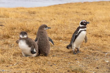Penguins colony on the land. Magellanic penguin family with adult birds and baby chicks fauna wildlife in the ocean waters on Isla Magdalena island in the straight of Magellan, Punta Arenas, Chile.