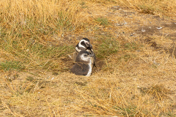 Penguins colony on the land. Magellanic penguin family with adult birds and baby chicks fauna wildlife in the ocean waters on Isla Magdalena island in the straight of Magellan, Punta Arenas, Chile.