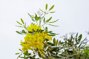 Yellow flowers